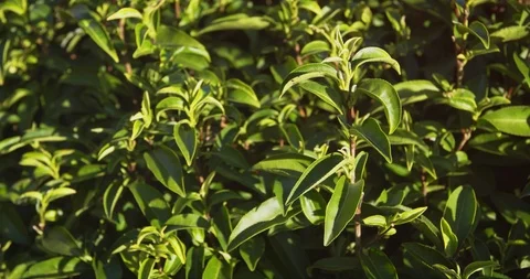 Tea bush close-up 스톡 동영상 89423109
