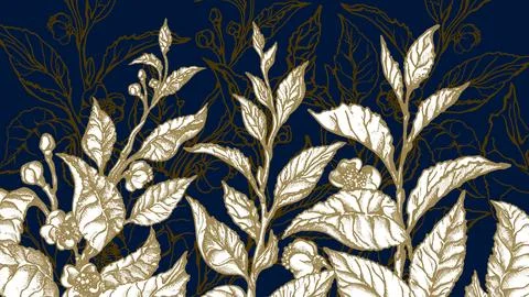 Tea bush. Vintage background. Vector floral template. Nature hand drawn illus Stock Illustration