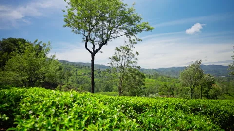Tea Bushes and Lone Tree in Central Highlands Sri Lanka Stock Footage 341407549