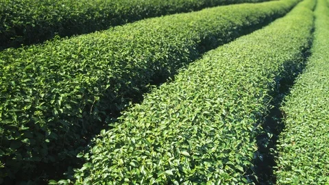 Tea bushes, divided by walking paths, growing on farm in Chiang Mai, Thailand Video stock 106423297