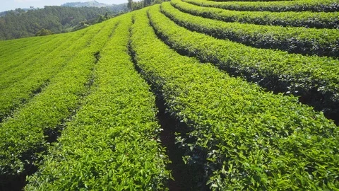 Tea bushes, growing in rows, on typical plantation near Chiang Mai, Thailand Video stock 106421381