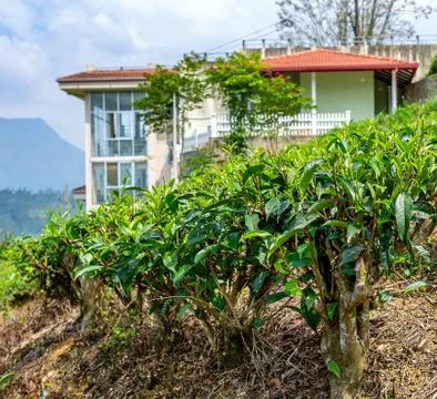 Tea bushes, tea tree close-up on the background of a tea plantation Foto stock