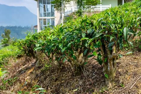 Tea bushes, tea tree close-up on the background of a tea plantation Stock Photos