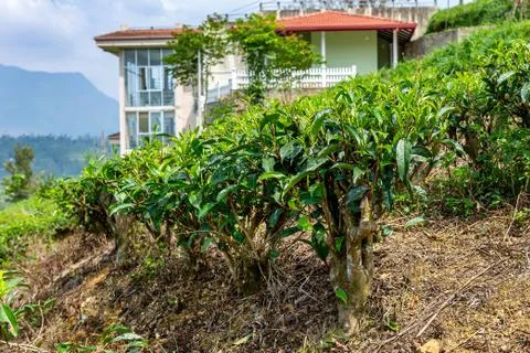 Tea bushes, tea tree close-up on the background of a tea plantation 库存照片
