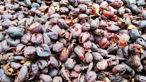 Tea Cascara Stock Photos