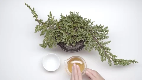 Tea ceremony 11. Stock Footage 104401958