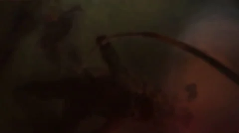 Tea ceremony Stock Footage 66521913