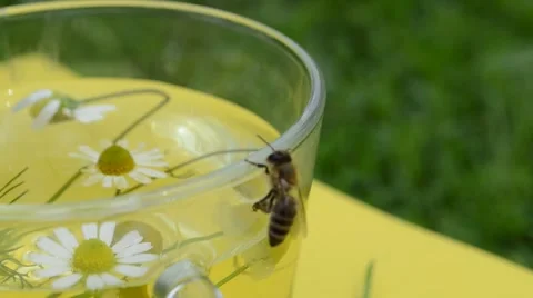 Tea with chamomile, honeybee Stock Footage 64235711
