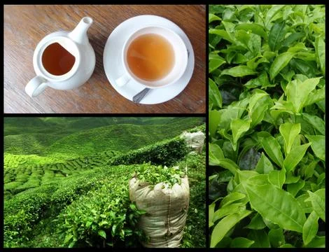 Tea collage Stock Photos