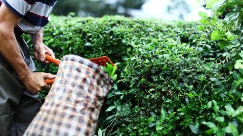 Tea Collecting Stock Photos