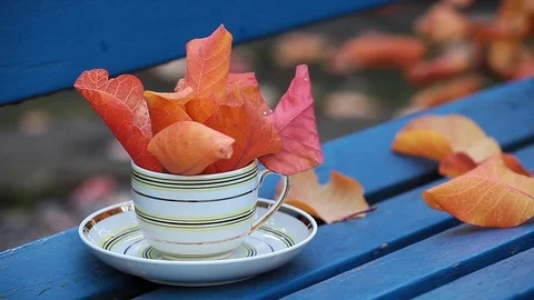 Tea cup autumn leaf bench hd footage Stock Footage 119106336