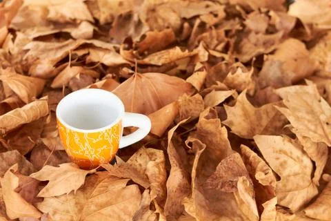 Tea cup background of fallen leafs Stock Photos