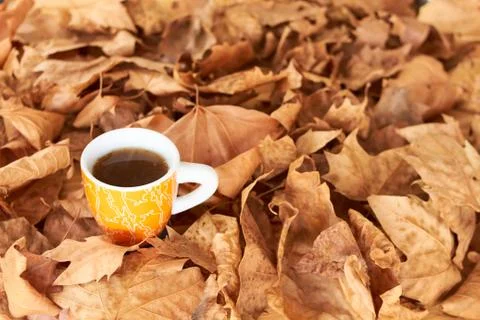Tea cup background of fallen leafs Stock Photos