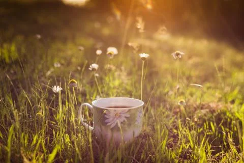 Tea cup in the daisies 库存照片