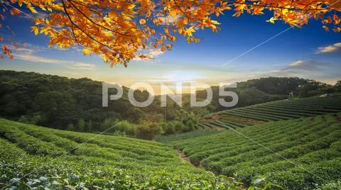 Tea cup on the table nature background in garden, warm tone, Taiwan Stock Photos