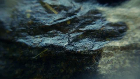 Tea detail Stock Footage 75396991