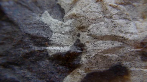 Tea detail Stock Footage 75397126