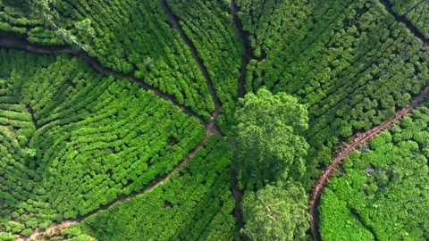 Tea Estate Landscape Featuring Curved Road Patterns Stock Footage 337834949
