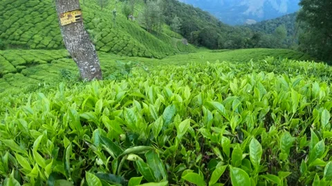 Tea estate munnar hills Stock Footage 161188546