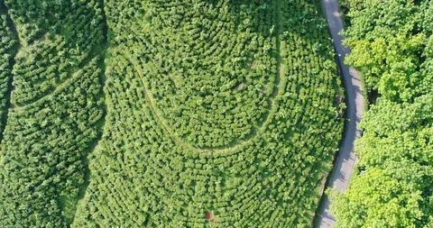 Tea Estate Pattern Birds eye View Drone Aerial, 4K Stock Footage 96740854