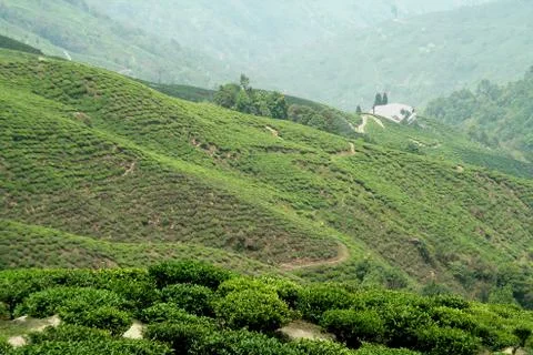 Tea Estate Stock Photos