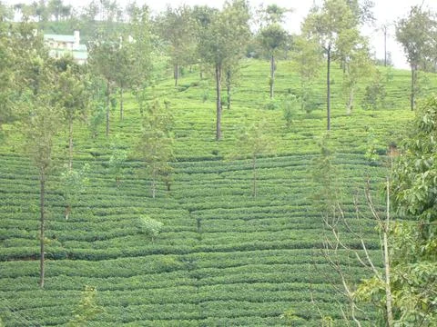 Tea estate Stock Photos