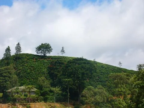 Tea estate Stock Photos