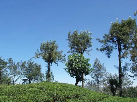 Tea estate Stock Photos
