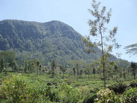 Tea estate Stock Photos