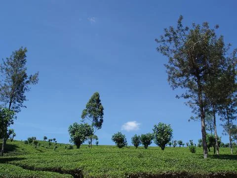 Tea estate Stock Photos