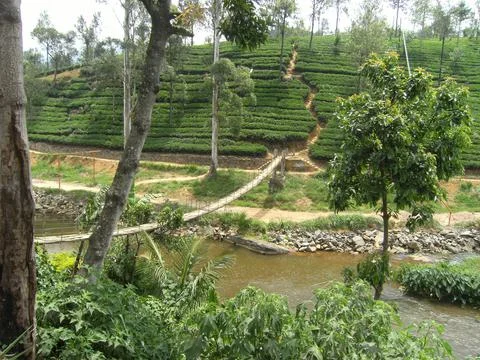 Tea estate Stock Photos