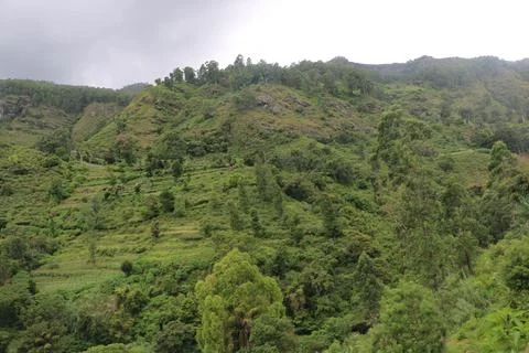 Tea estate Stock Photos