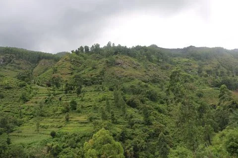 Tea estate Stock Photos