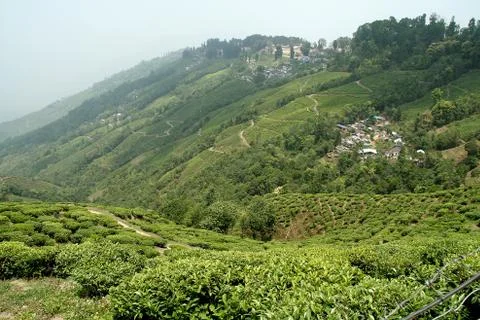 Tea Estates Stock Photos