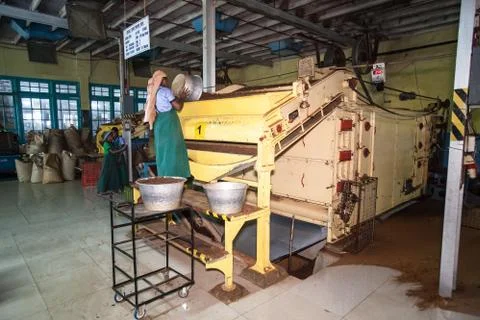 Tea factory. Woman working with a machine for the production of tea. Stock Photos