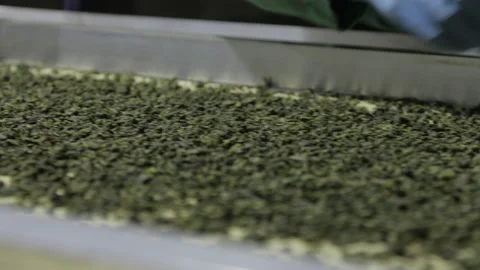 Tea factory, a worker's hand sorting tea leaves. Video stock 227809578