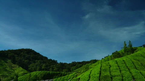 Tea Farm Stock Footage 660525
