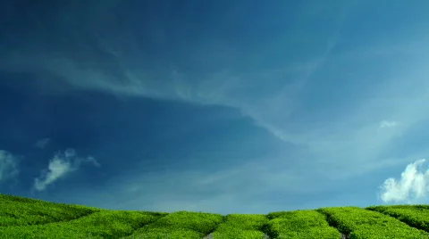 Tea Farm Stock Footage 661257