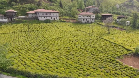 Tea farm Stock Footage 95905492