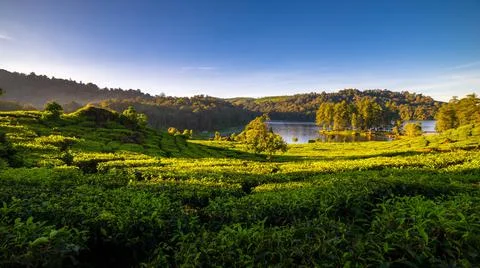 Tea Farm by the Lake Stock Photos