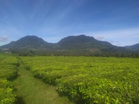 Tea Farm Pathway Surrounded by Lush Green Plantation and Mountains Stock Photos