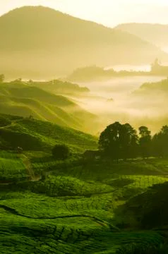 Tea farm Stock Photos