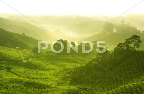 Tea farm Stock Photos