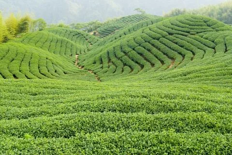 Tea farm 스톡 사진