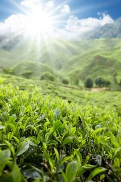 Tea farm Stock Photos