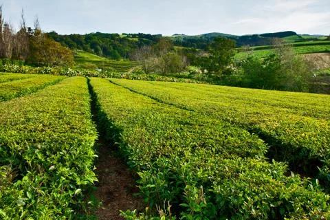 Tea farm Stock Photos
