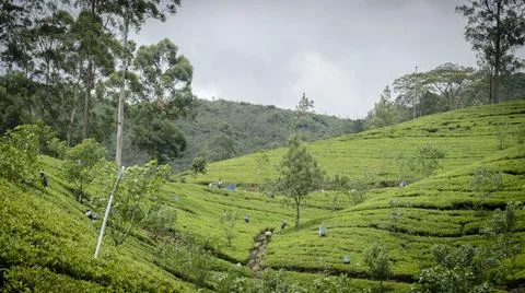 Tea farm picking tea leafs in Newara Eliya Stock Photos