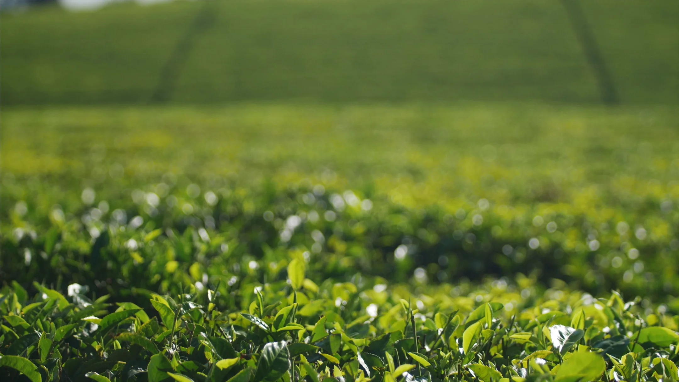 Tea farm rolling hills, bright, green an... | Stock Video | Pond5