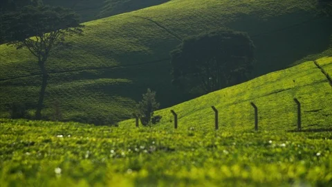 Tea farm rolling hills, bright, green and lush, golden hour. Stock Footage 85947403