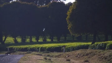 Tea farm rolling hills, bright, green and lush, golden hour. Stock Footage 85947627